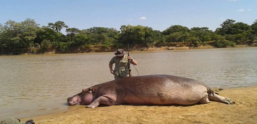 Zambia to kill 2,000 hippos because they might spread anthrax