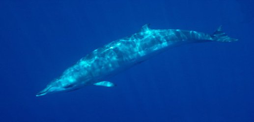 The most elusive whales reveal their secrets in their wakes