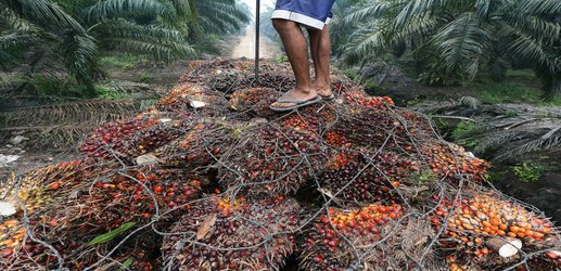 Europeans now burn more palm oil in their cars than they eat