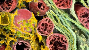 Singapore could become the second country to legalize mitochondrial replacement therapy