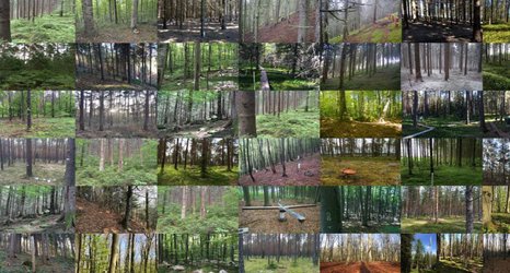 Pollution hits the fungi that nourish European trees