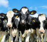 Cost and scale of field trials for bovine TB vaccine may make them unfeasible