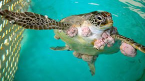 Cure for a common turtle cancer takes a lesson from human cancers