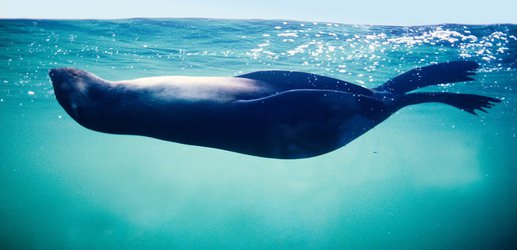 Seals only sleep with half their brain when they’re out at sea