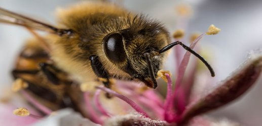 Honeybees can count to zero