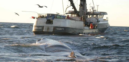 Sperm whales are tracking fishing boats and stealing their fish