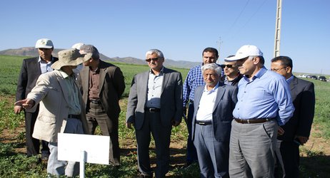 بازدید معاون وزیر جهاد کشاورزی در امور زراعت از پروژه امنیت غدایی ایران – ایکاردا در استان کردستان
