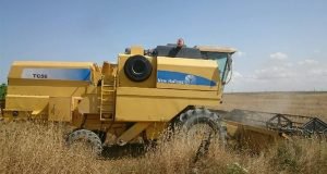 آغاز برداشت گندم مزارع تولیدی آموزشی واحد شهید روحانی فرد کردکوی