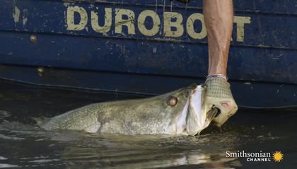 Catching a Giant 30-lb. Perch With a Wooden Reel
