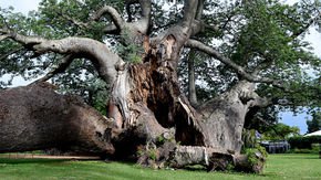 Africa’s strangest trees are stranger than thought—and they’re dying mysteriously