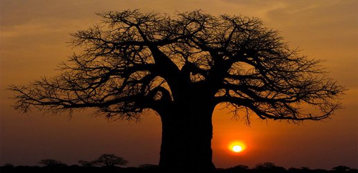 Africa’s 2000-year-old trees of life are suddenly dying off