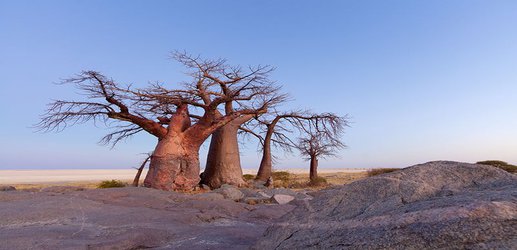 Africa’s majestic baobab trees are mysteriously dying