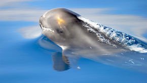 This is the sound a dolphin might hear if it’s about to become dinner