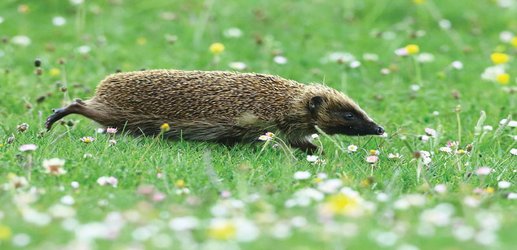 Britain’s hedgehog population has fallen 66 per cent in 20 years