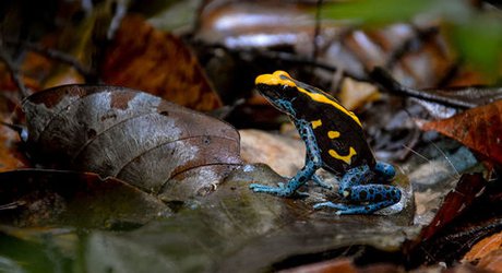 How bright colors help these poison tree frogs hide from predators