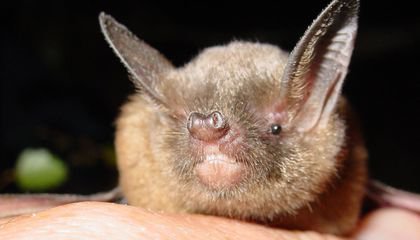 Like Birds, Some Bats Warble to Woo Their Mates