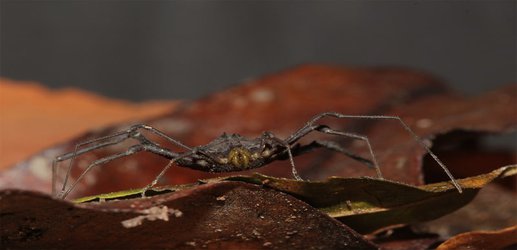 Battle royale: mucus-squirting worms vs spike-wielding arachnids