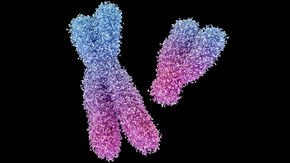 The little piece of DNA that makes girls boys