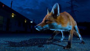 Human activity is causing more and more animals to embrace the night