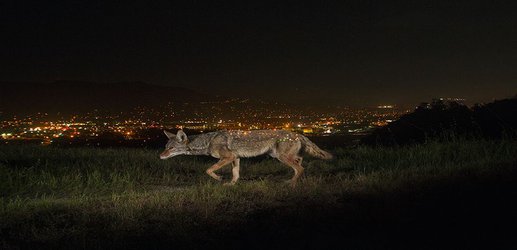 Mammals turn to night life to avoid people