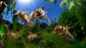 What turns bees into killer bees?