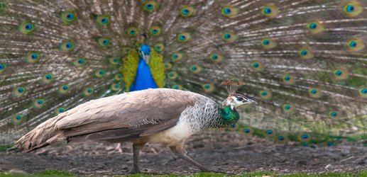 Male peacocks can make females’ heads vibrate at a distance