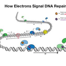 Electrical Wire Properties of DNA Linked to Cancer