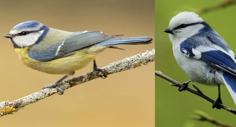 Sister species of birds reveal clues to how biodiversity evolves