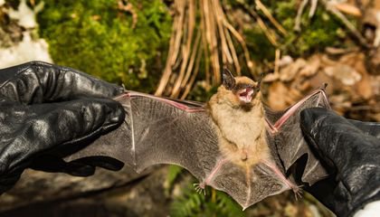 Three Ways Bats Could Bounce Back From Devastating White Nose Syndrome