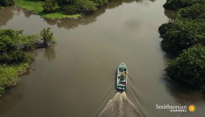 Why These Lagoons Are Full of Giant Barracuda