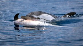 Do dolphins feel grief?