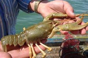 ثبت سه گونه جدید «شاه میگو» در بانک ژن جهانی