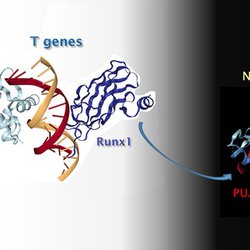 How a Thieving Transcription Factor Dominates the Genome