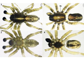 کشف یک گونه جدید جانوری توسط پژوهشگران دانشگاه فردوسی مشهد 