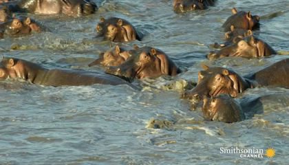 Why People Believed Hippos Were Related to Whales