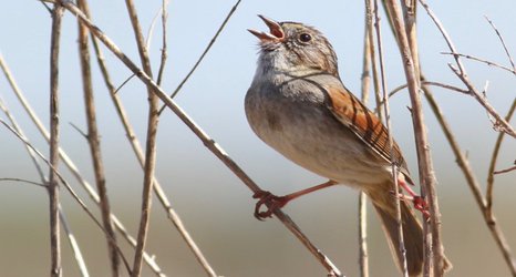 Stubborn sparrows may have sung the same songs for hundreds of years