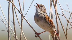 This swamp sparrow’s song is more than 1500 years old