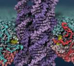 DNA enzyme shuffles cell membranes a thousand times faster than its natural counterpart