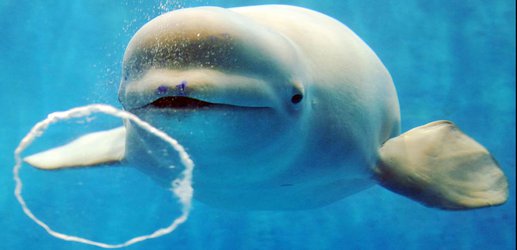 World’s first sanctuary for beluga whales to open in Iceland