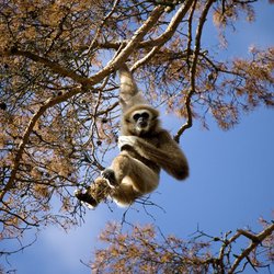 Ancient gibbon from Chinese tomb may be first ape to go extinct since the Ice Age