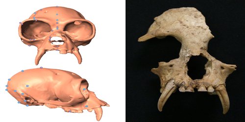 New gibbon genus discovered in ancient Chinese tomb