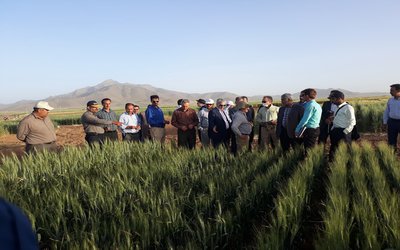 بازدید مشاور وزیر  جهاد کشاورزی و مجری طرح گندم کشور از ایستگاههای قاملو و سارال مرکز تحقیقات و آموزش کشاورزی و منابع طبیعی کردستان