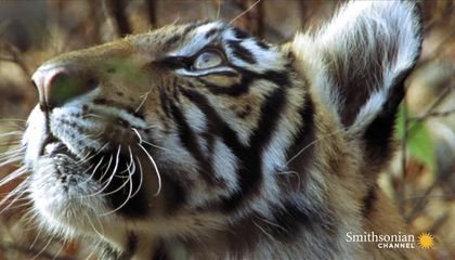Mother Tiger Makes Speedy Kill to Feed Cubs
