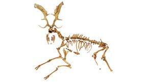 Ancient deer skeleton may reveal how Neanderthals hunted prey