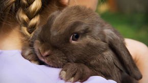 Why your pet rabbit is more docile than its wild relative