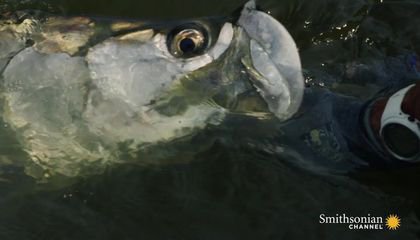 An Intense Struggle to Catch a Giant West African Tarpon