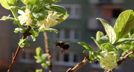 City bees outbreed their country cousins