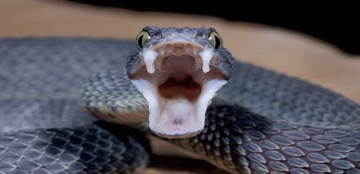 Bacteria have even evolved to live in the venom glands of snakes