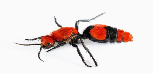 Female velvet ants are so scary no other animal dares eat them