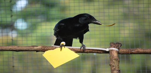 Crows make the right tool by remembering the last one they saw